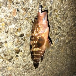 久しぶりのカマス