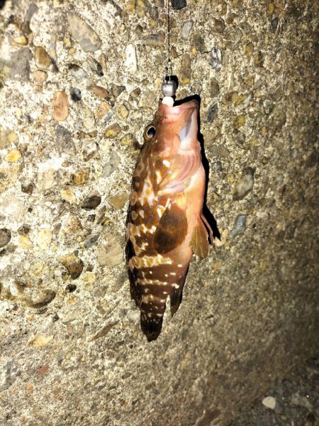 久しぶりのカマス