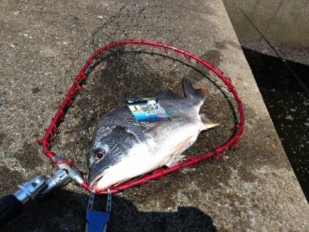 ちょっとだけチヌ狙い☆