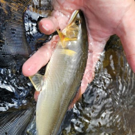 鮎釣り