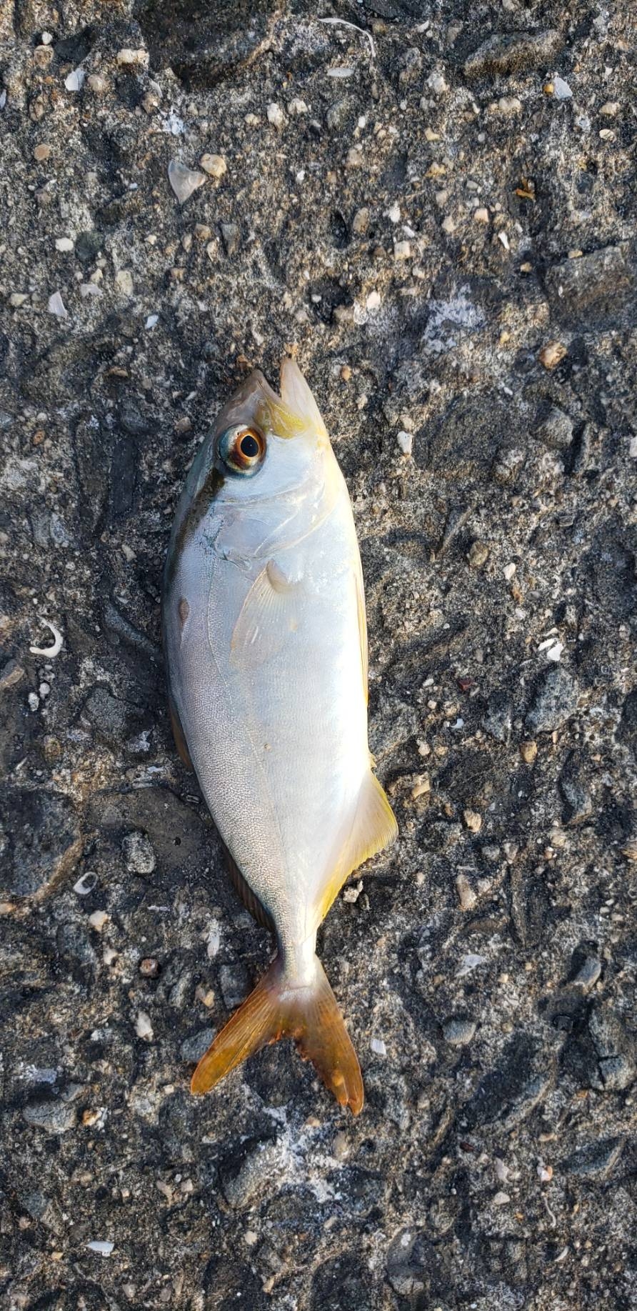 アジ探し@佐野漁港