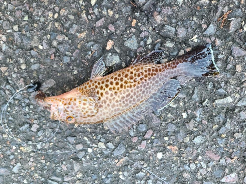 遠征(和歌山後半)