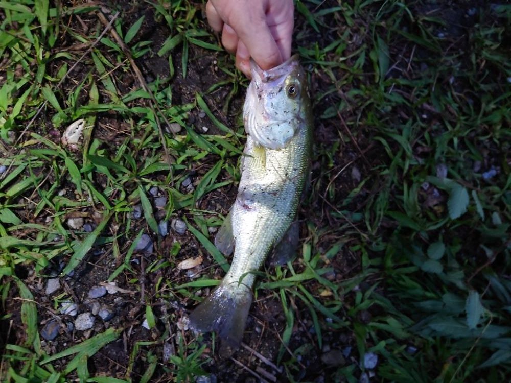 シーバスと思いきやば