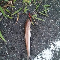久しぶりのキス釣り