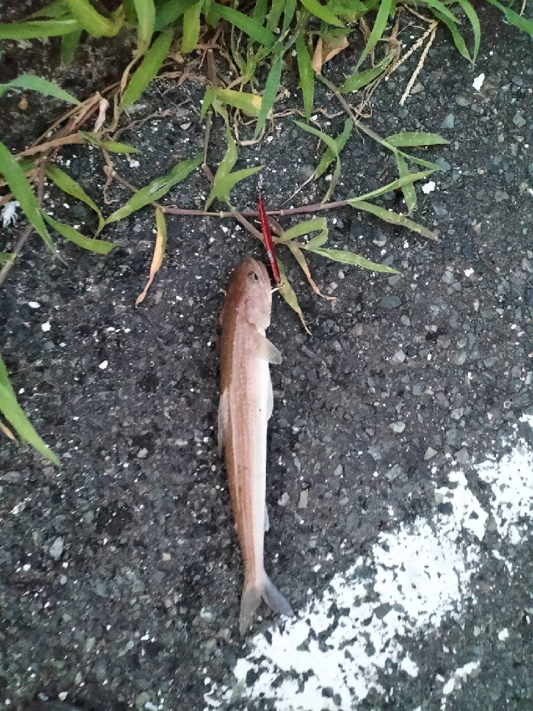 久しぶりのキス釣り