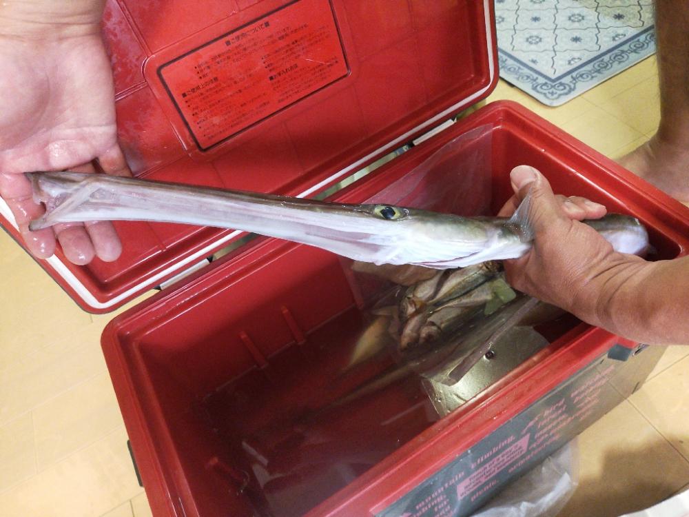 ヤガラ釣れました