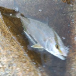 キャンプ場前でシオ!