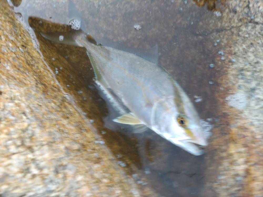 キャンプ場前でシオ!