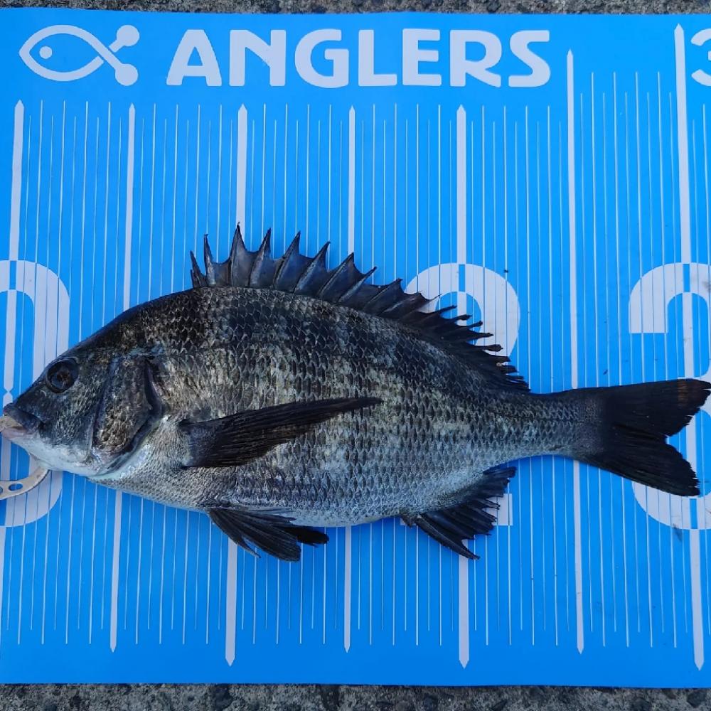 紀州釣りに挑戦(✿^‿^)