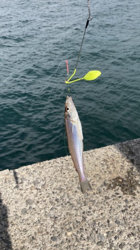 チョイ投げでキス サビキでアジ