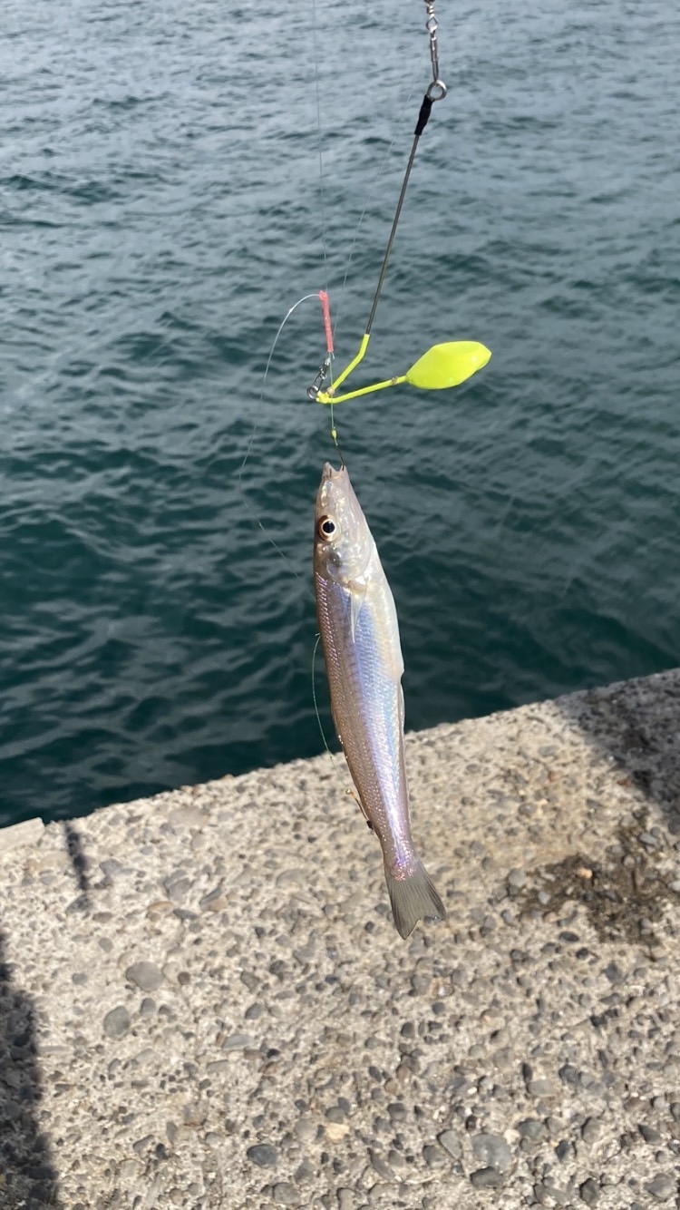 チョイ投げでキス サビキでアジ