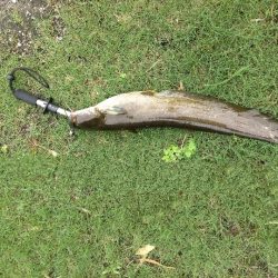 ちょっいとナマズ