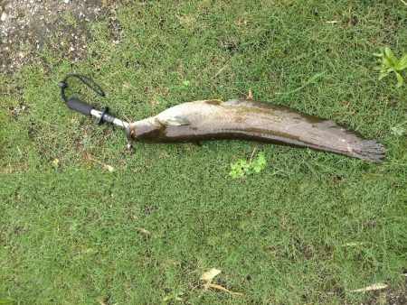 ちょっいとナマズ