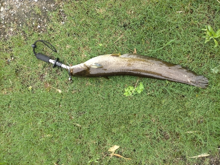 ちょっいとナマズ