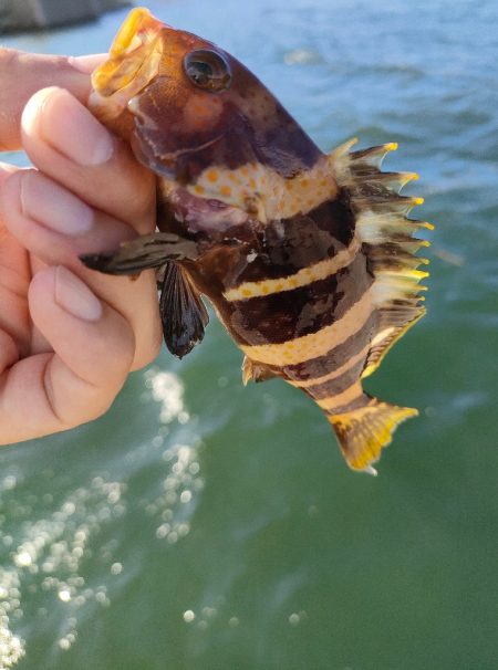 いつもの浜田港にて
