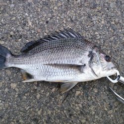 魚もお盆休み？