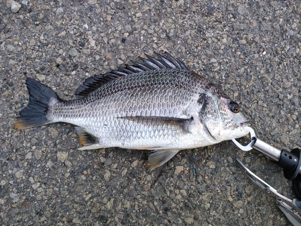 魚もお盆休み？