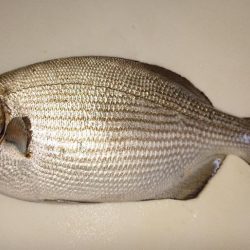 初めてのいすずみ