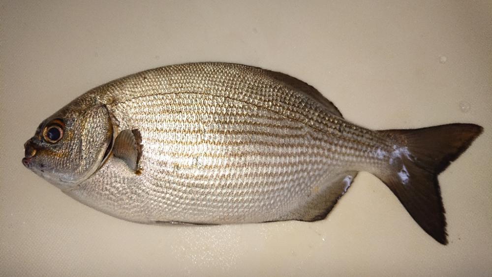 初めてのいすずみ