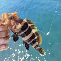 小潮にしては…