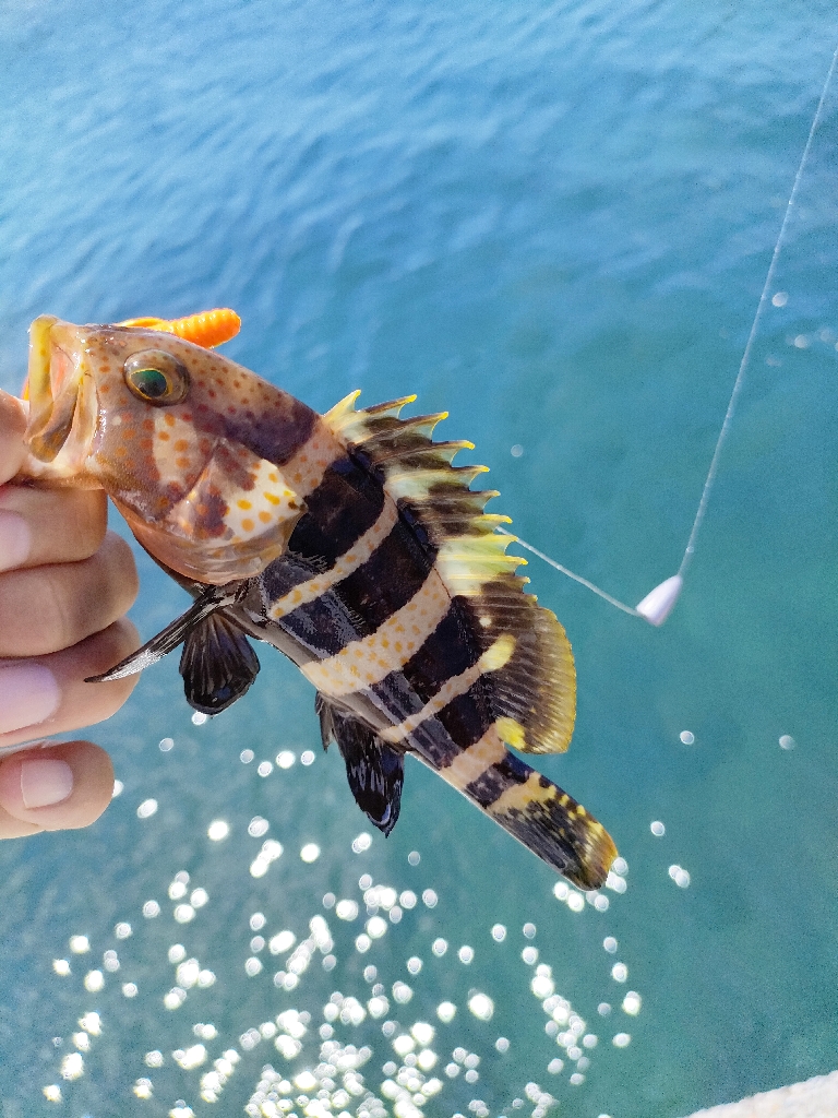 小潮にしては…