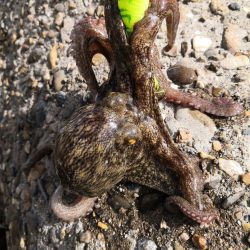 オクトパッシング 24