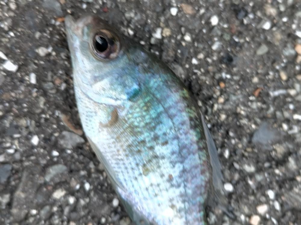 久しぶりの淡水