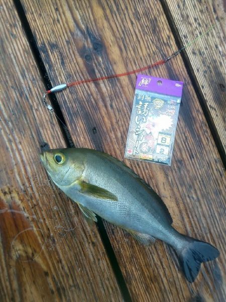 海上釣り堀 岬さんへ遊びに行ってきました