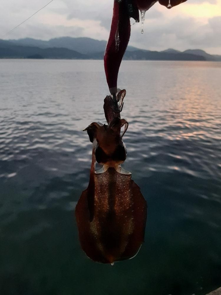 アオリイカを探して