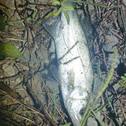 小さいけどたくさん釣れました！