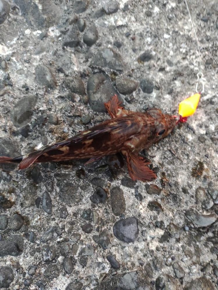 がしら、太刀魚