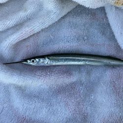 サヨリシーズンイン!