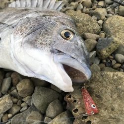 泉南にメッキとカマス調査