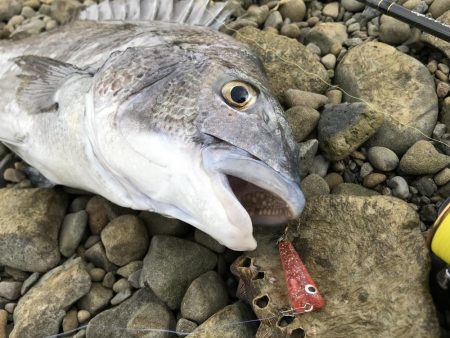 泉南にメッキとカマス調査