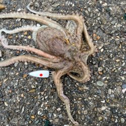 遅起きも三文の徳