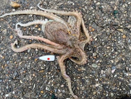 遅起きも三文の徳