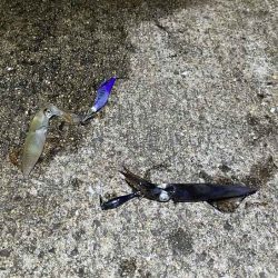 ショアケンサキイカ爆釣！