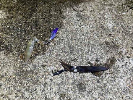 ショアケンサキイカ爆釣！