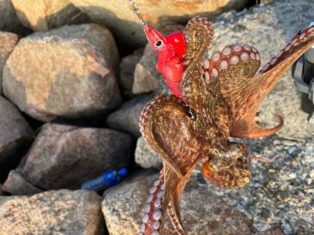 姫路でタコ釣り｜激渋ながら記録サイズのデカ…