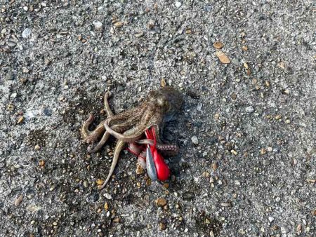 なかなか釣れないタコ