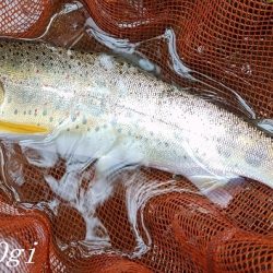 禁漁前に良型アマゴが飛び出す