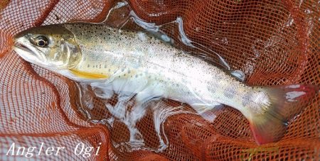 禁漁前に良型アマゴが飛び出す