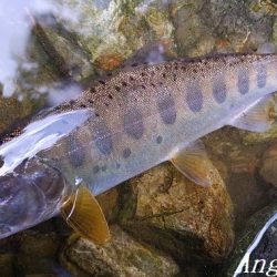 天川村は渇水期も関係なし！