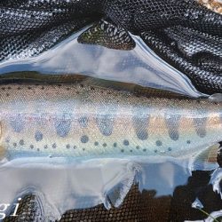 お盆明けの揖保川支流へ