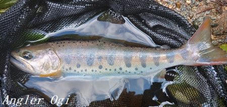 お盆明けの揖保川支流へ