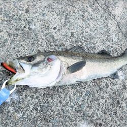 沼島遠征釣行でシーバス