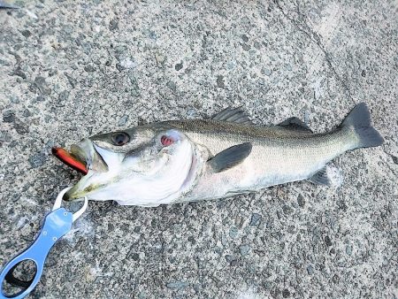 沼島遠征釣行でシーバス