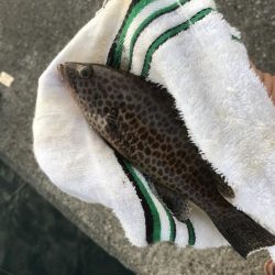 小オオモンだらけ