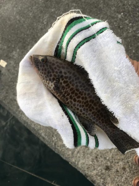 小オオモンだらけ