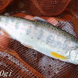 禁漁前に良型アマゴが飛び出す